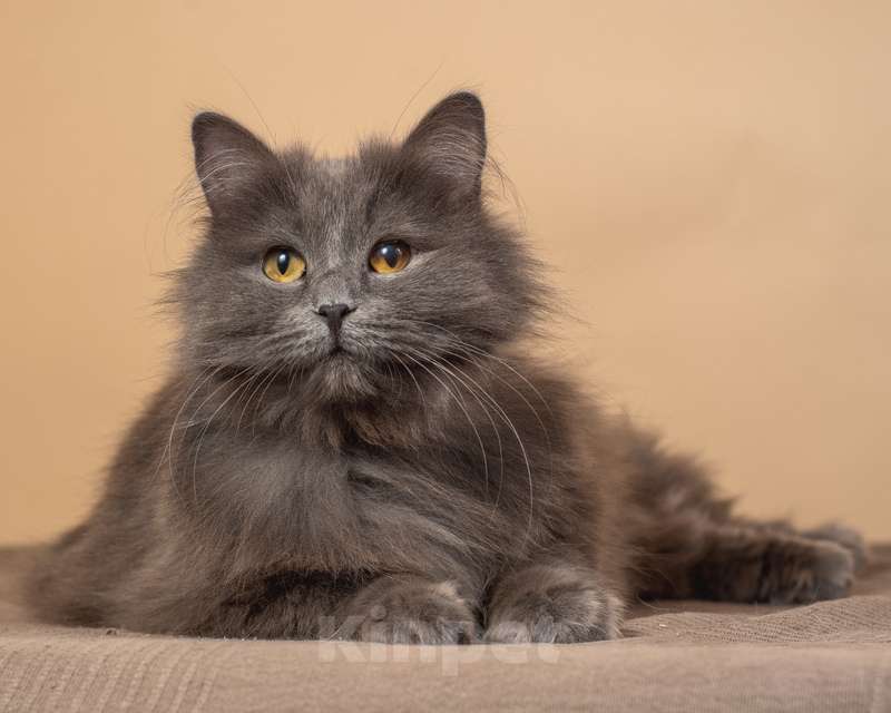 Кошки в Москве: Роскошная русская голубая Милиса в добрые руки Девочка, 1 руб. - фото 3