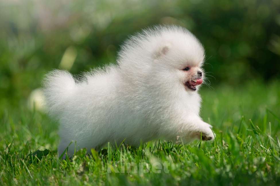 Собаки в Санкт-Петербурге: Марлекс Солар Кинг  Мальчик, 100 000 руб. - фото 3