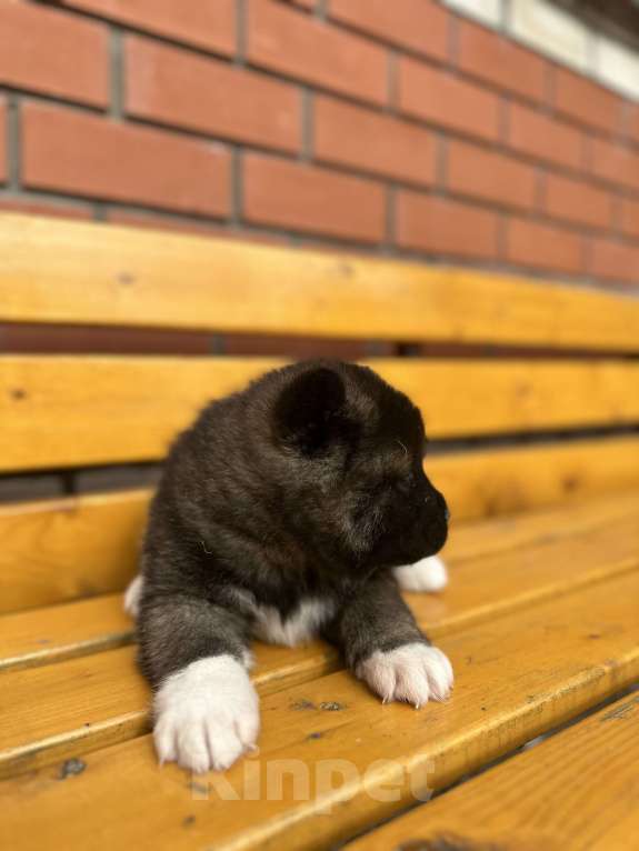 Собаки в Перми: Акита2 Девочка, 30 000 руб. - фото 4