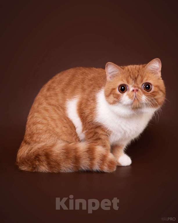 Кошки в Новосибирске: Экзотический мальчик Мальчик, 35 000 руб. - фото 1