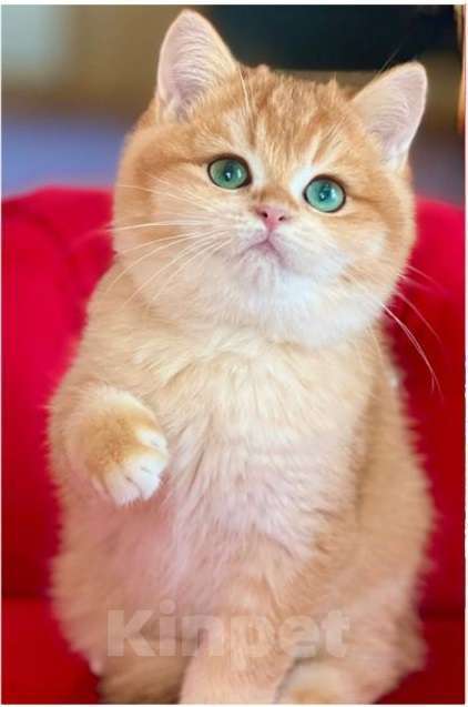Кошки в Челябинске: Котенок британец Мальчик, 120 000 руб. - фото 1