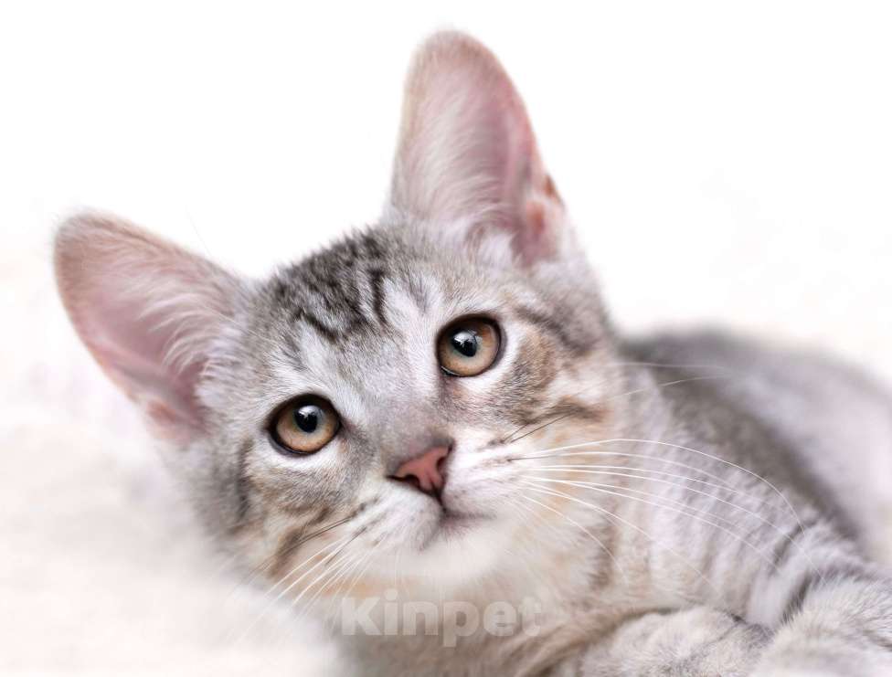 Кошки в Москве: Очаровательный котёнок Гудини в добрые руки Мальчик, 1 руб. - фото 8