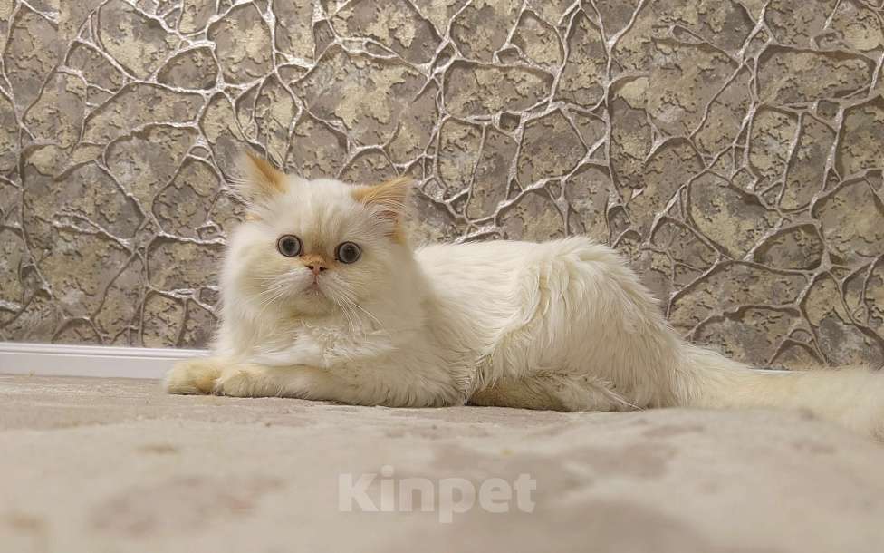 Кошки в Кисловодске: Zephyr Мальчик, 60 000 руб. - фото 8