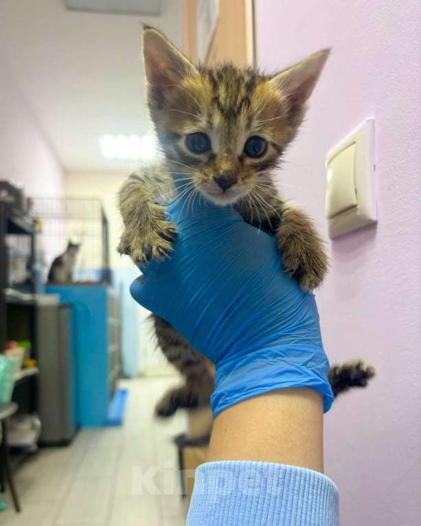 Кошки в Москве: Бенгальские котята метисы  Девочка, Бесплатно - фото 5