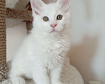 Кошки в Севастополе: Котёнок мейн-кун Мальчик, 65 000 руб. - фото 1