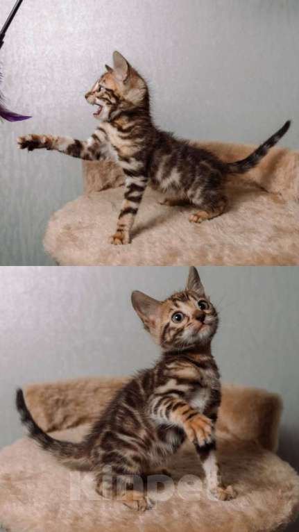 Кошки в Санкт-Петербурге: Бенгальские котята шоу класса  Девочка, Бесплатно - фото 6