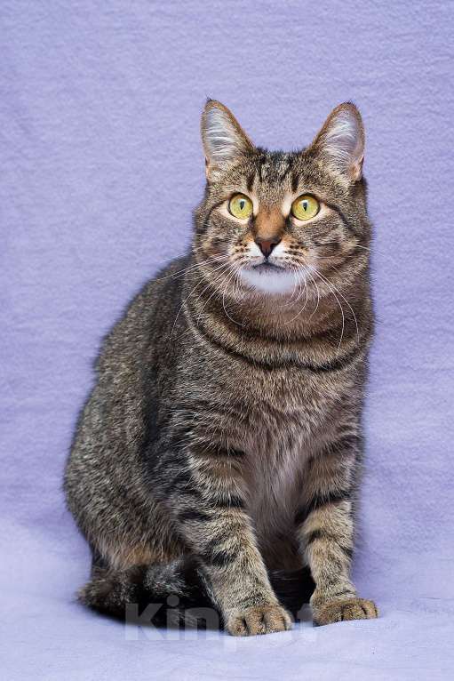 Кошки в Москве: 1347 дней Девочка, Бесплатно - фото 1