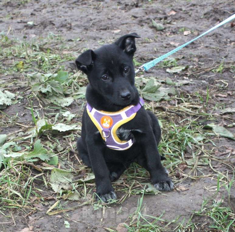 Собаки в Москве: Малышка Масяня ищет свою любимую семью  Девочка, Бесплатно - фото 2