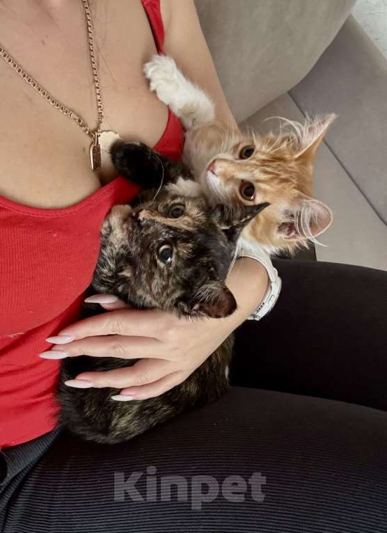 Кошки в Жуковском: Котёнок (рыженький) Мальчик, Бесплатно - фото 4