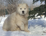 Собаки в Пскове: Белый мишка. Мальчик, 70 000 руб. - фото 1