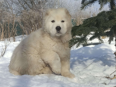 Белый мишка.