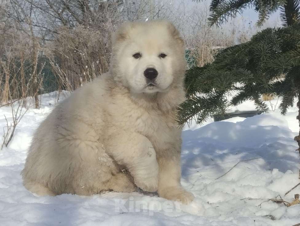 Собаки в Пскове: Белый мишка. Мальчик, 70 000 руб. - фото 1