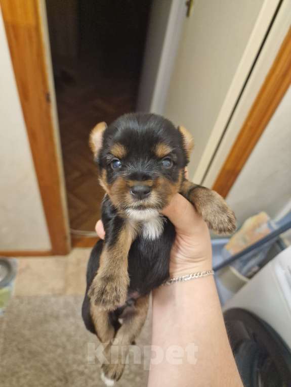 Собаки в Курске: Щенки йорка  Девочка, 22 000 руб. - фото 4