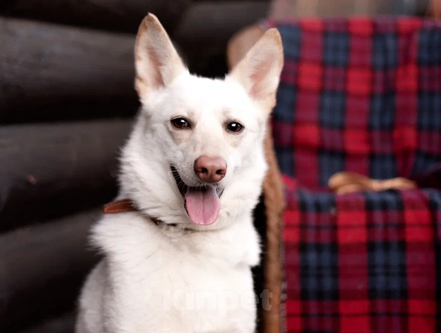 Собаки в Лосином-Петровском: Бэлла якутенок Девочка, Бесплатно - фото 7