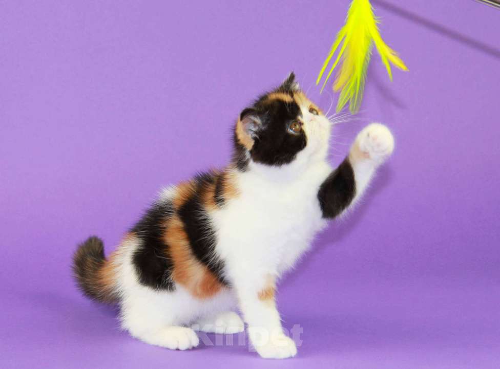 Кошки в Нижнем Новгороде: Красивая черепаховая кошечка экзот Девочка, 70 000 руб. - фото 9