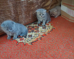 Кошки в других городах Приморского края: Продажа котят Девочка, 9 000 руб. - фото 1