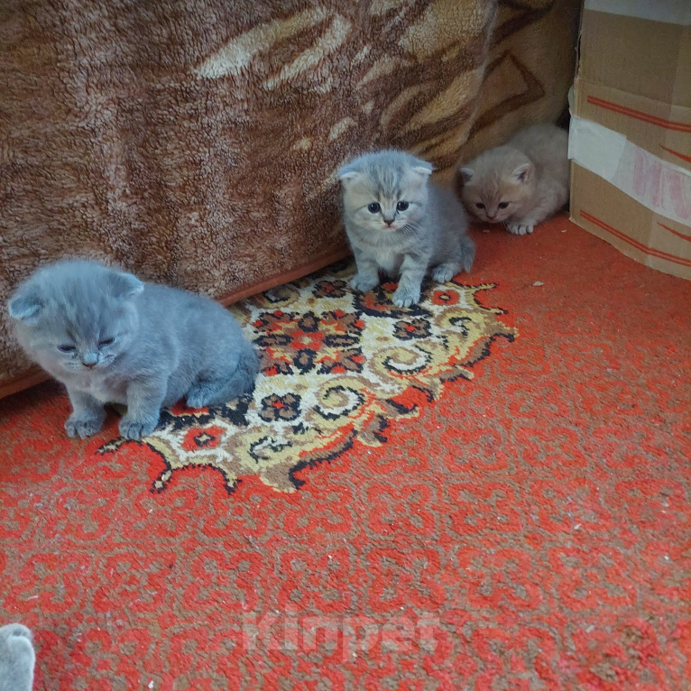 Кошки в других городах Приморского края: Продажа котят Девочка, 9 000 руб. - фото 1