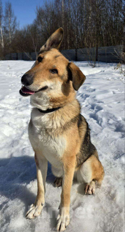 Собаки в Королеве: Лекси! Девочка, Бесплатно - фото 1