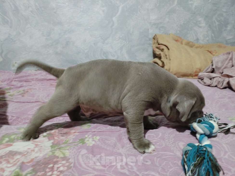 Собаки в других городах Ростовской области: Щенок Американский булли  Мальчик, 100 000 руб. - фото 3