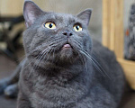 Кошки в Люберцах: Ищет дом ласковый красавец Мэйсон Мальчик, 10 руб. - фото 7