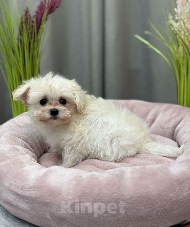 Собаки в Москве: Мальтипу мальчик 2 Мальчик, 150 000 руб. - фото 3