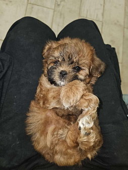 Щенки микро мальтипу, курносые.