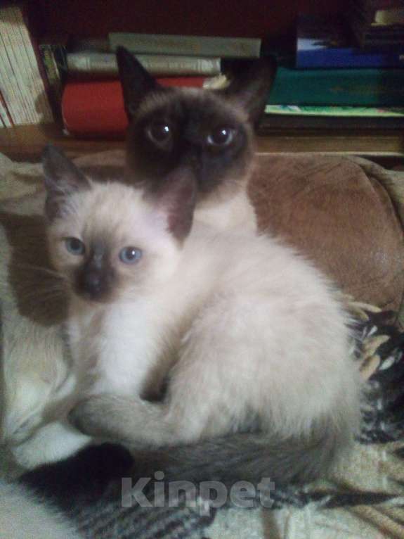 Кошки в других городах Ленинградской области: Сиамский котёнок Девочка, 15 000 руб. - фото 1