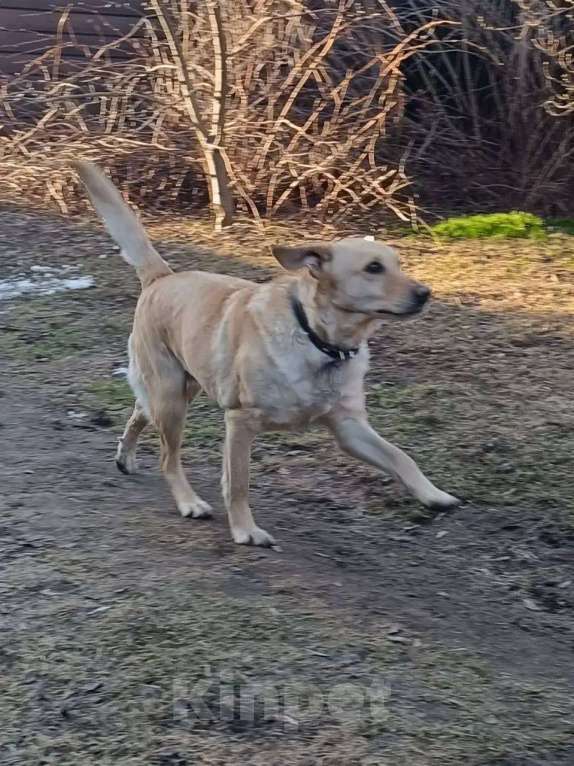 Собаки в Москве: Его спасли с промзоны, чтобы он нашел любящую семью Мальчик, Бесплатно - фото 3