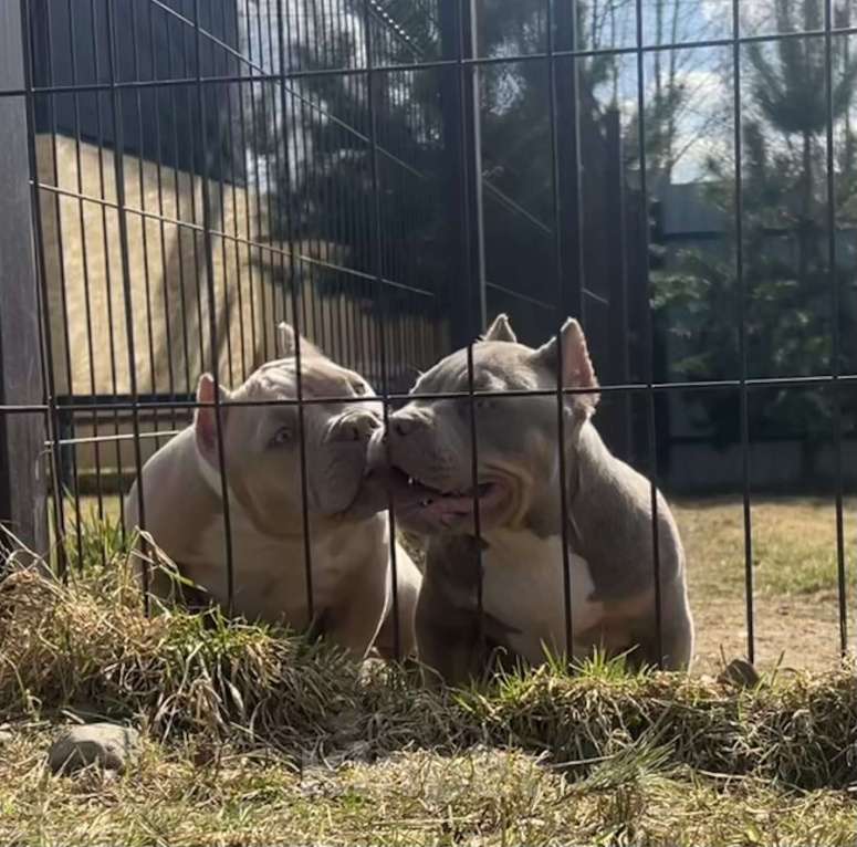 Собаки в Москве: Щенки булли Разнополые, Бесплатно - фото 1