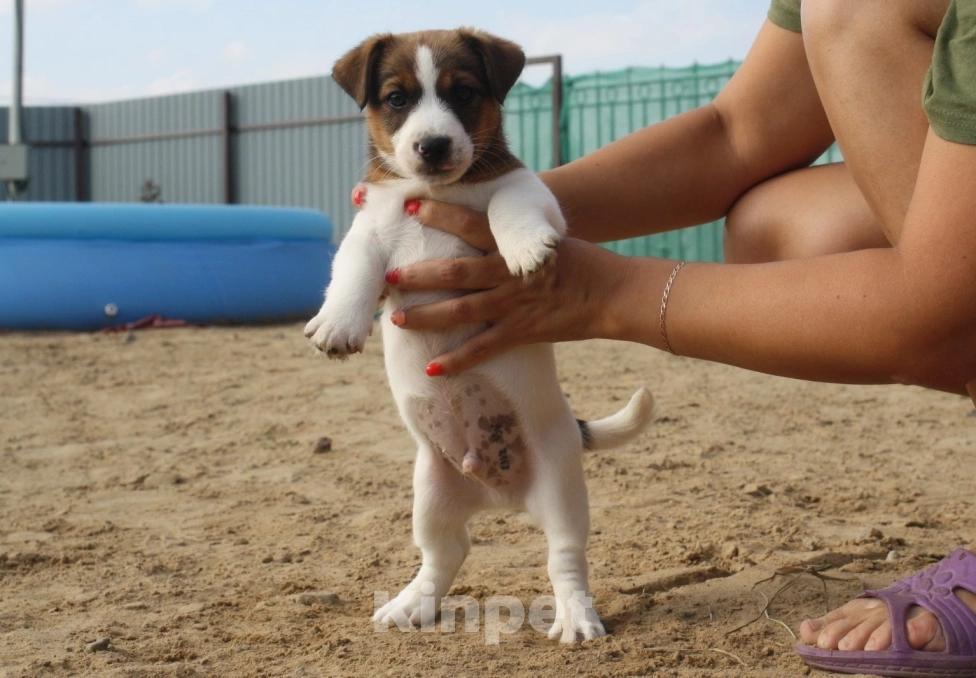 Собаки в Всеволожске: ММ Посейдон Мальчик, 40 000 руб. - фото 2