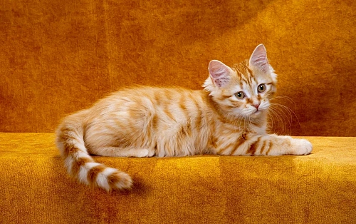 Котик Жорик