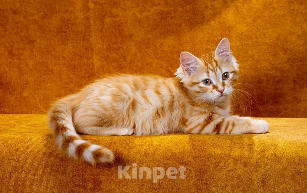 Кошки в Москве: Котик Жорик Мальчик, 60 000 руб. - фото 1
