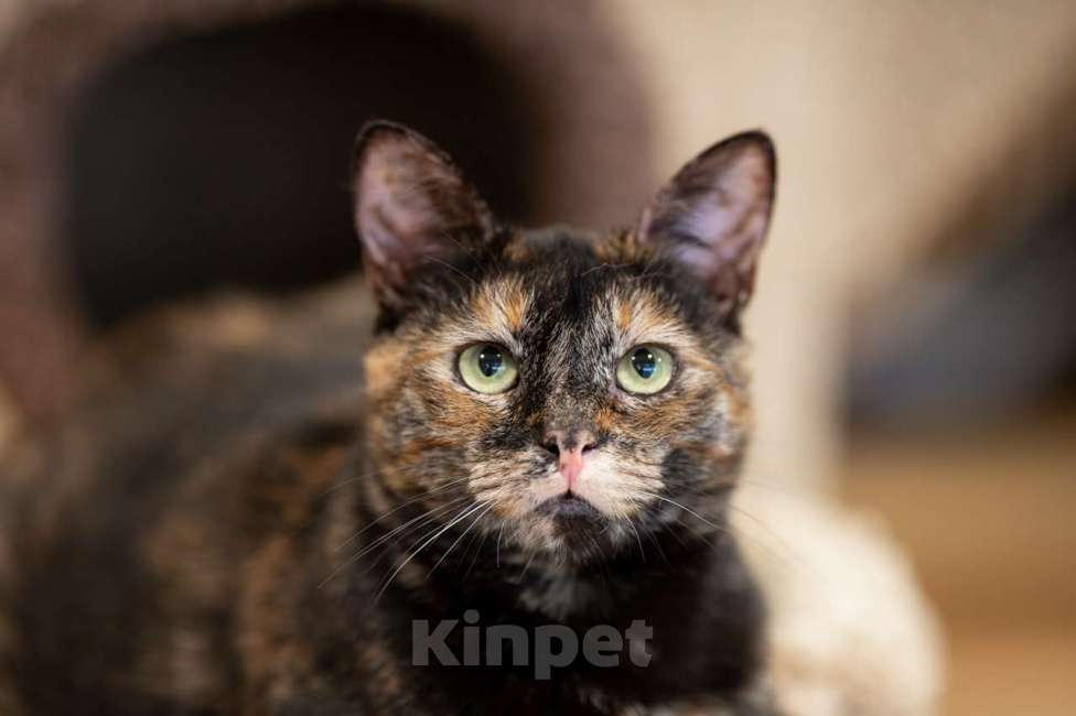 Кошки в Москве: кошка Ульяна Девочка, Бесплатно - фото 9