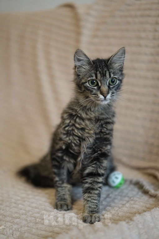 Кошки в Москве: Котенок в добрые руки Девочка, Бесплатно - фото 5
