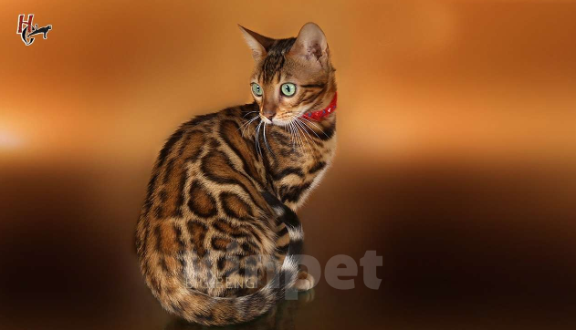 Кошки в Санкт-Петербурге: Бенгальские котята  розетка на золоте Девочка, 40 000 руб. - фото 5