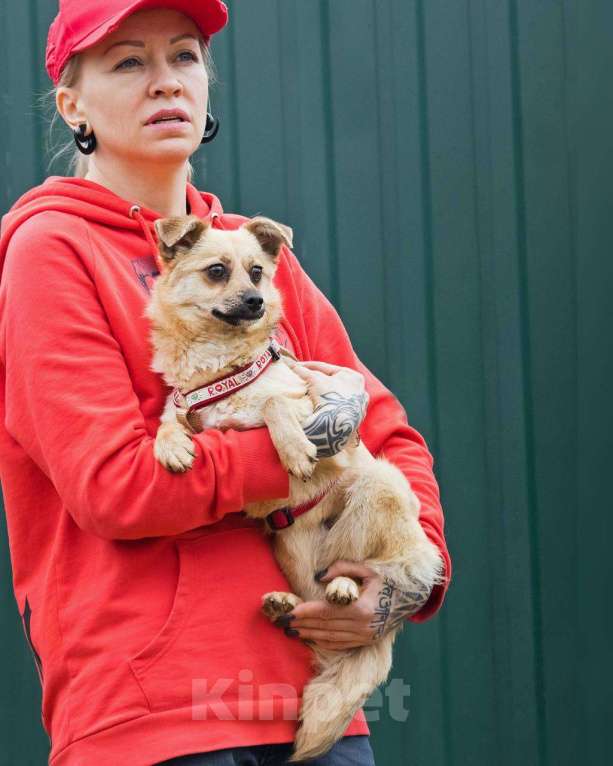 Собаки в других городах Московской области: Тэя :) 5 кг в добрые руки Девочка, Бесплатно - фото 3