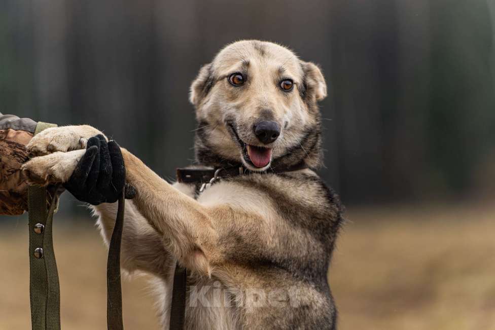 Собаки в Клине: Кэти — невероятная обаяшка Девочка, Бесплатно - фото 5