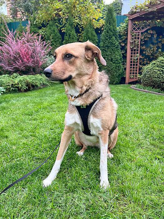 Собаки в Москве: Солнечная молодая собачка Шанти, отличный компаньон ищет дом Девочка, 10 руб. - фото 7