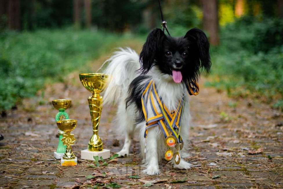Собаки в других городах Московской области: Щенок мальчик папильон Papillon  Мальчик, 65 000 руб. - фото 5
