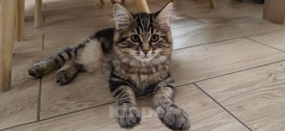 Кошки в Иркутске: Кошечка курильский бобтейл Девочка, 35 000 руб. - фото 5