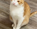 Кошки в Санкт-Петербурге: Ласковый мальчик в добрые руки Мальчик, Бесплатно - фото 6