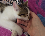 Кошки в других городах Иркутской области: Милый одинокий котёнок Девочка, Бесплатно - фото 4