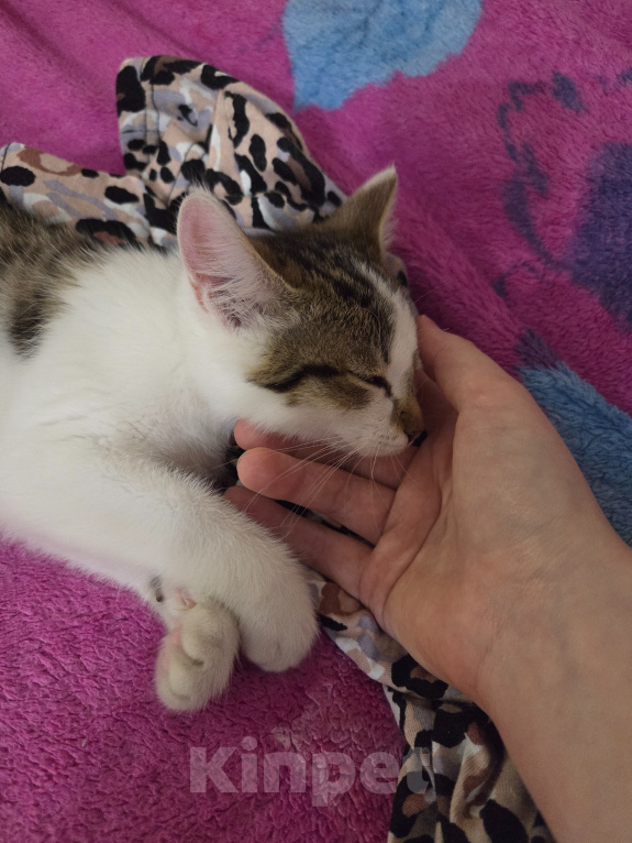Кошки в других городах Иркутской области: Милый одинокий котёнок Девочка, Бесплатно - фото 4
