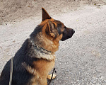 Собаки в Белгороде: Вязка, 2 000 руб. - фото 3