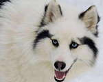 Собаки в Бийске: Якутская лайка, 10 000 руб. - фото 2
