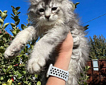 Кошки в Сальске: Котёнок Мейн-кун Мальчик, 60 000 руб. - фото 3
