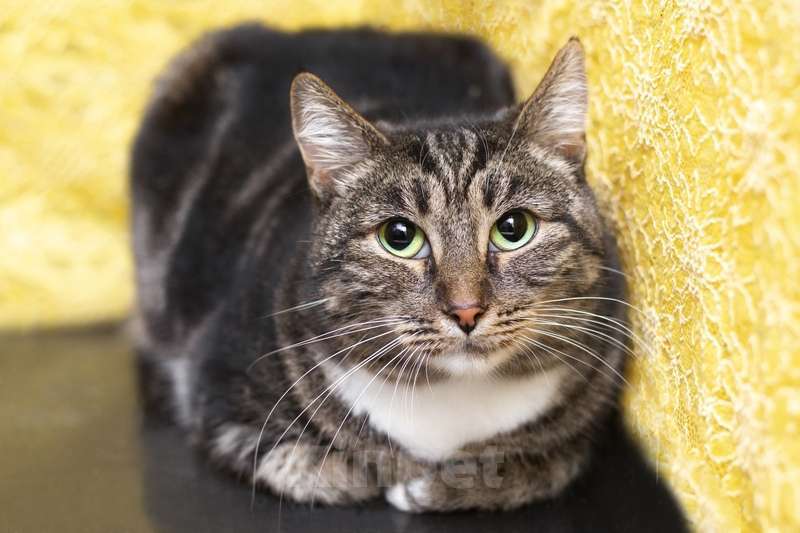 Кошки в Москве: Зеленоглазая красивая кошка Малефисента в добрые руки Девочка, 1 руб. - фото 2