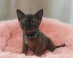 Кошки в Кемерово: Котята Европейской бурмы Разнополые, Бесплатно - фото 1