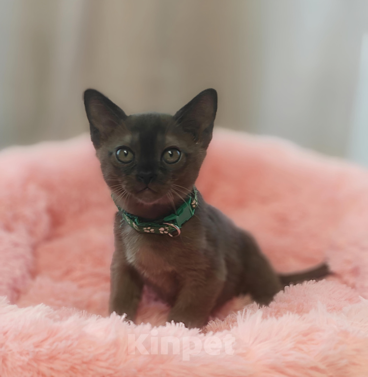 Кошки в Кемерово: Котята Европейской бурмы Разнополые, Бесплатно - фото 1