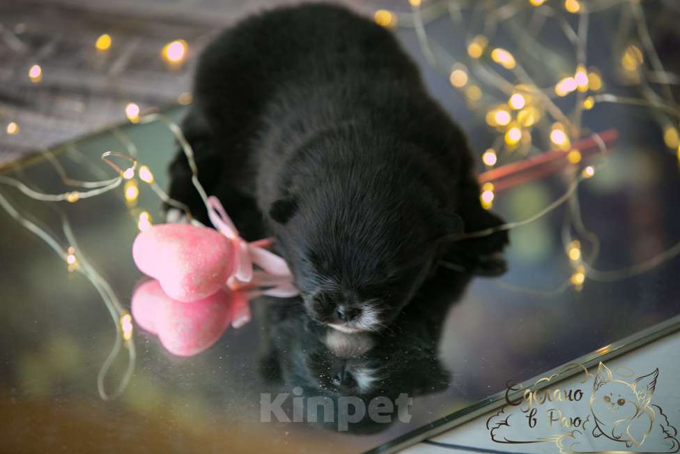 Собаки в Волгограде: Померанский шпиц мишка Девочка, 45 000 руб. - фото 4